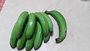 Bunch of cooking bananas (guineos) and one loose plantain