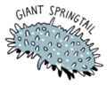 Giant Springtail