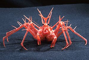 CSIRO ScienceImage 2839 Spiny Stone King Crab