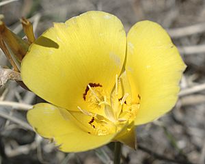 Calochortus aureus flora1.jpg