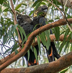 Calyptorhynchus lathami Glossy Black Cockatoo pair 02