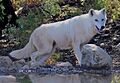 Canis lupus tundrarum Lobo Park