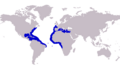 Caranx crysos distribution