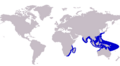 Caranx tille distribution