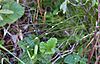 Carex trisperma c (16345959621)
