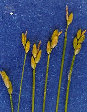 Carexleptalea.jpg
