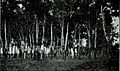 Carnegie Report of the International Commission to Inquire into the Causes and Conduct of the Balkan War 1914 p 112 açlık sonucu kabukları yenmiş ağaç gövdeleri