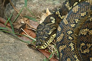 Carpet Python in Lamington National Park, Queensland, Australia
