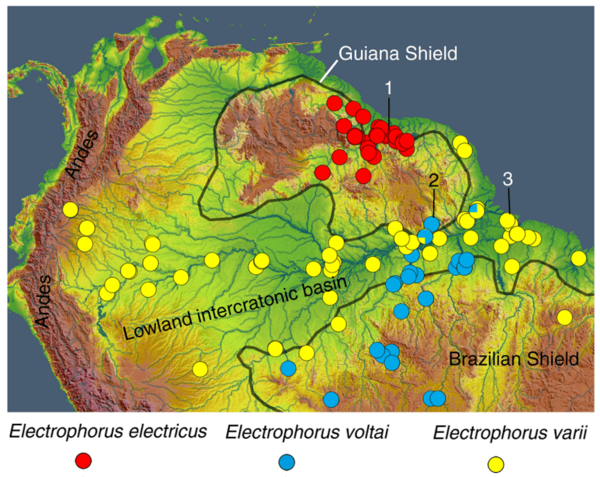 Carte du nord de l'Amérique du sud avec répartition de spécimens de 3 espèces d'anguilles électriques electrophorus