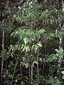 Cinnamomum oliveri - juvenile Foxground