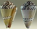 Conus mustelinus 2