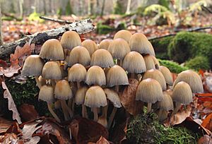 A cluster of tawny-brown mushrooms growing from rotting wood.