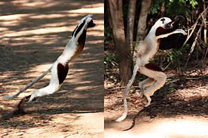 Coquerel's sifaka lemur (Propithecus coquereli) terrestrial locomotion
