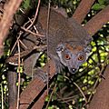 Crowned lemur (Eulemur coronatus) female 3