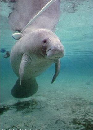 Cy manatee1a - FLORIDA MANATEE Trichechus manatus latirostris