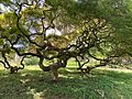 Cylburn Arboretum Japanese Threadleaf Maple June 2024