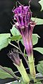 Datura metel 'Fastuosa' bud and flower