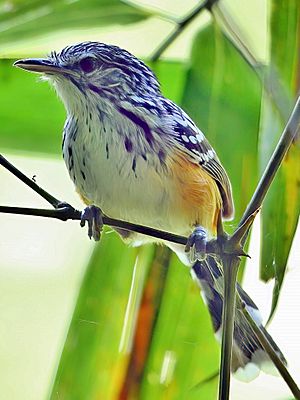 Drymophila devillei - Striated Antbird; Madre de Dios, Peru 2.jpg