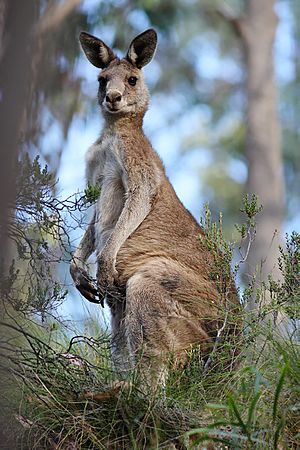 Eastern grey kangaroo dec07 02