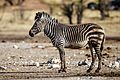 Equus zebra hartmannae - Etosha 2015.jpg