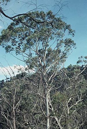 Eucalyptus badjensis habit.jpg