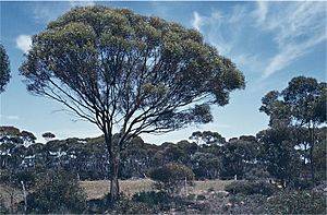 Eucalyptus diptera.jpg