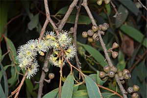 Eucalyptus radiata buds