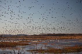 Fall migration at Clarence Cannon NWR (6366882263).jpg