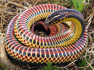 Farancia erytrogramma (rainbow snake).jpg