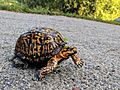 Female Eastern Box Turtle