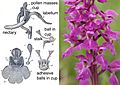 Fertilisation of Orchids figure 1R