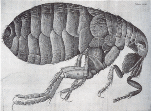 Flea-Hooke