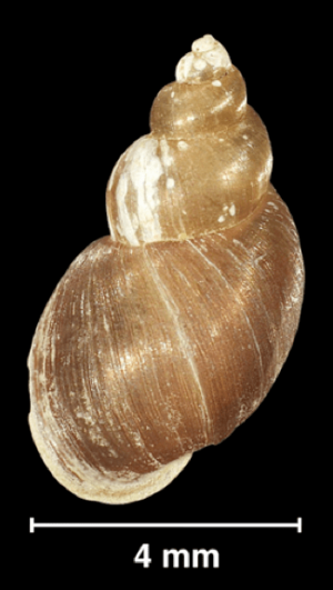 Galba schirazensis shell 4