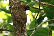 Galeopterus variegatus 476925756.jpg