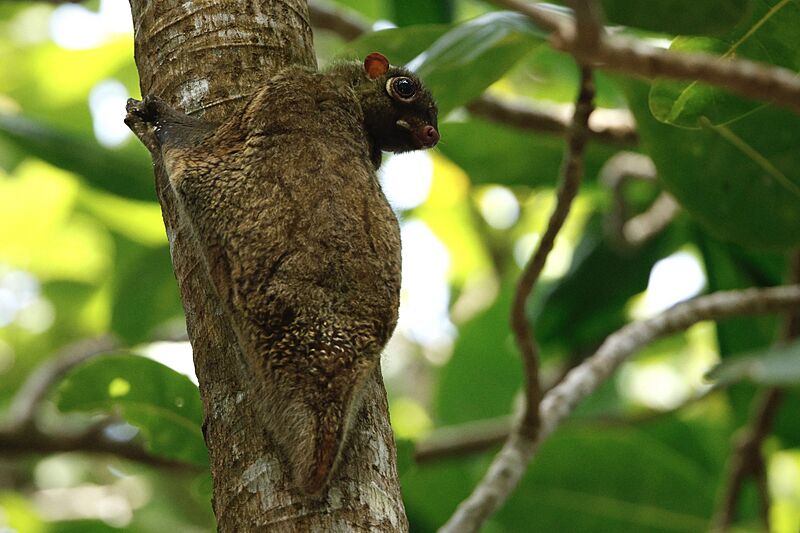 Galeopterus variegatus 476925756