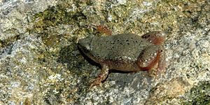 Gastrophryne olivacea, Western Narrow-mouthed Toad, Tamaulipas