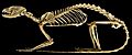Genetta genetta skeleton - Museu da Ciência da Universidade de Coimbra - University of Coimbra - Coimbra, Portugal - (black background)