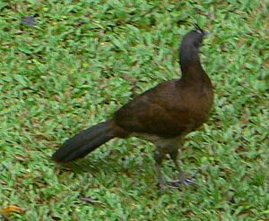 Ghchachalaca190