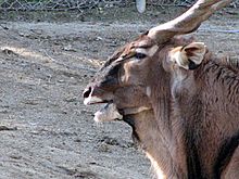 Giant Eland