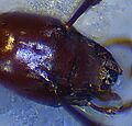 Glacicavicola bathysciodesHead