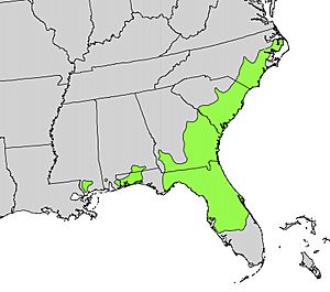 Gordonia lasianthus range map.jpg