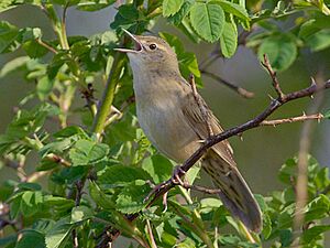 Common grasshopper warbler Facts for Kids