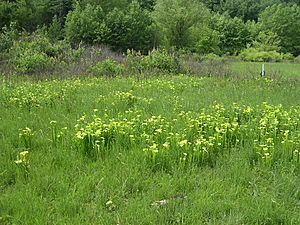 Green pitcher plant (Sarracenia oreophila) habitat