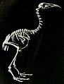 Image of Skeleton of Hawkins's rail (Diaphorapteryx hawkinsi)
