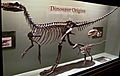 Herrerasaurusskeleton