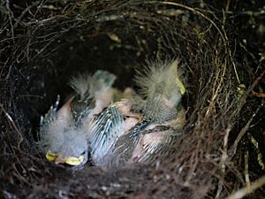 Hihi chicks in nest