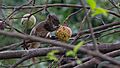 Hoary-bellied Himalayan Squirrel WLB IMG 0020