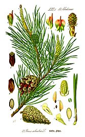 Illustration Pinus sylvestris0 new