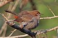 Indian robin (Saxicoloides fulicatus cambaiensis) female Narlai