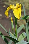 Iris pseudacorus iris des marais.jpg